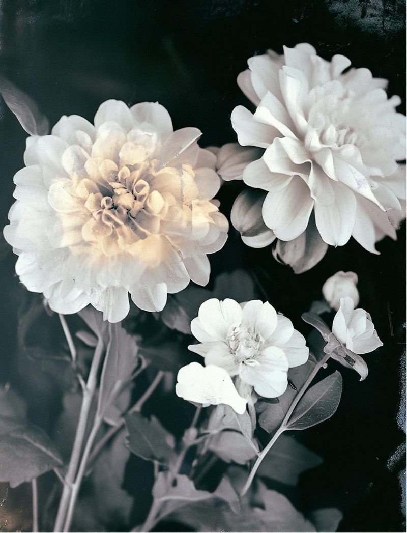 Botanica Obscura — Midnight Garden Collage Papers eBook page 53 — [object Object]