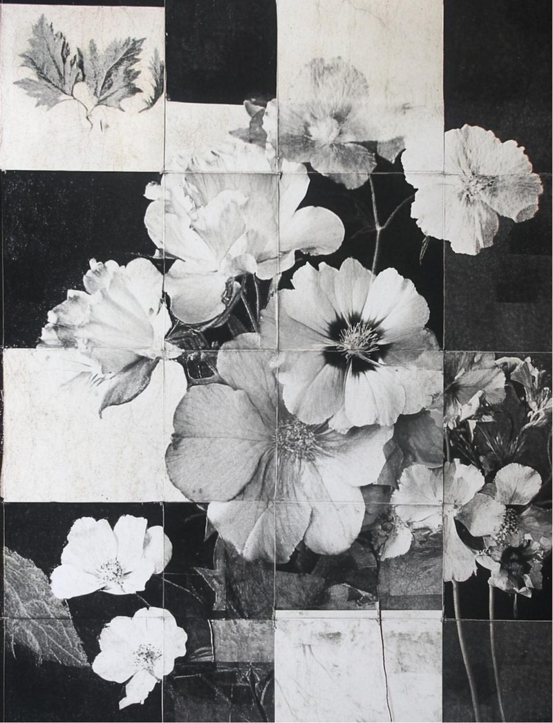 Botanica Obscura — Midnight Garden Collage Papers eBook page 55 — [object Object]