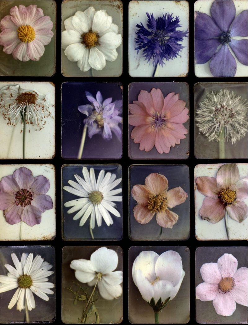 Botanica Obscura — Midnight Garden Collage Papers eBook page 58 — [object Object]
