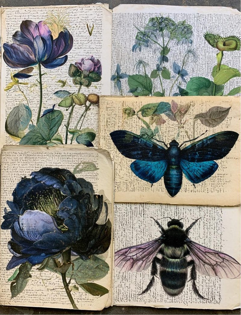 Botanica Obscura — Midnight Garden Collage Papers eBook page 66 — [object Object]