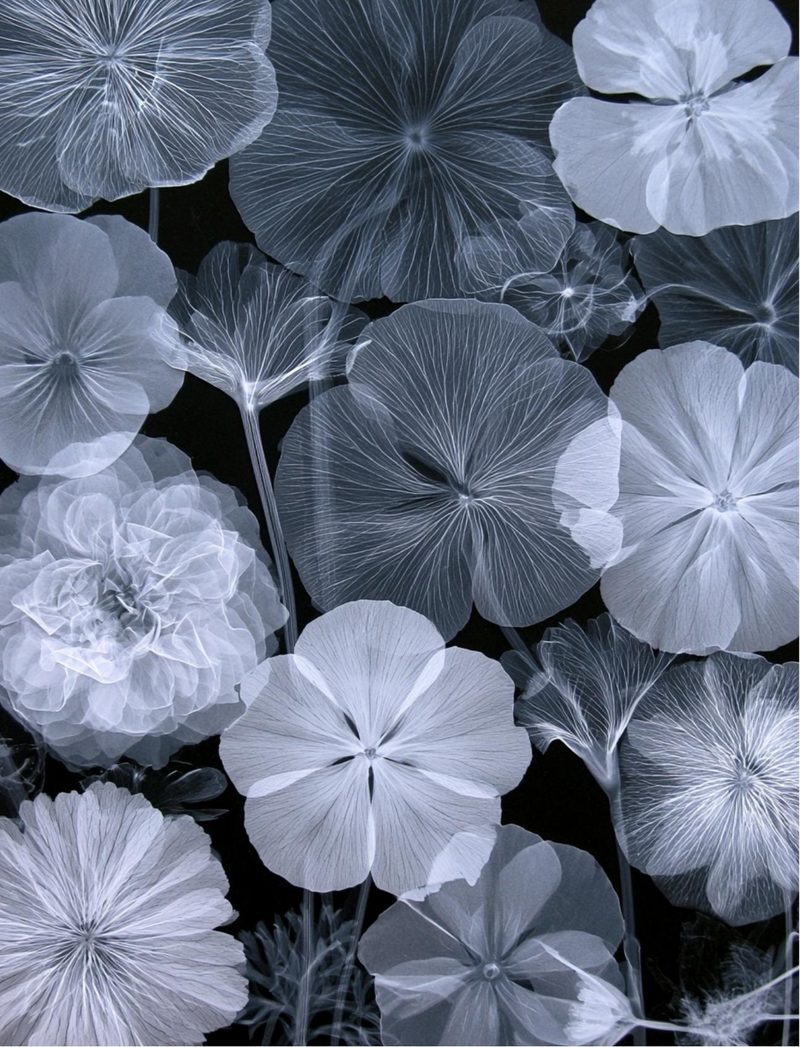 Botanica Obscura — Midnight Garden Collage Papers eBook page 71 — [object Object]