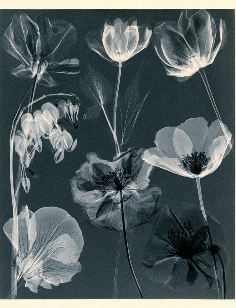 Botanica Obscura — Midnight Garden Collage Papers eBook page 76 — [object Object]