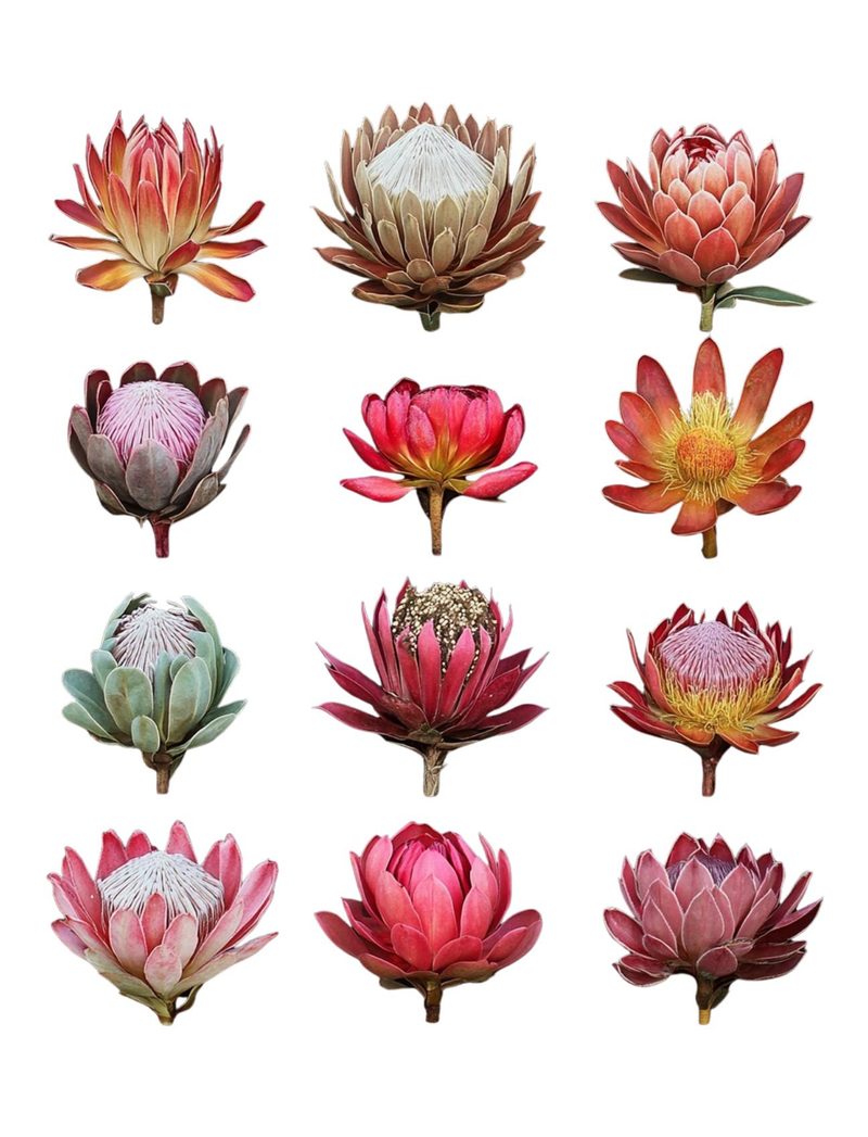Botanica Obscura — Midnight Garden Collage Papers eBook page 8 — [object Object]