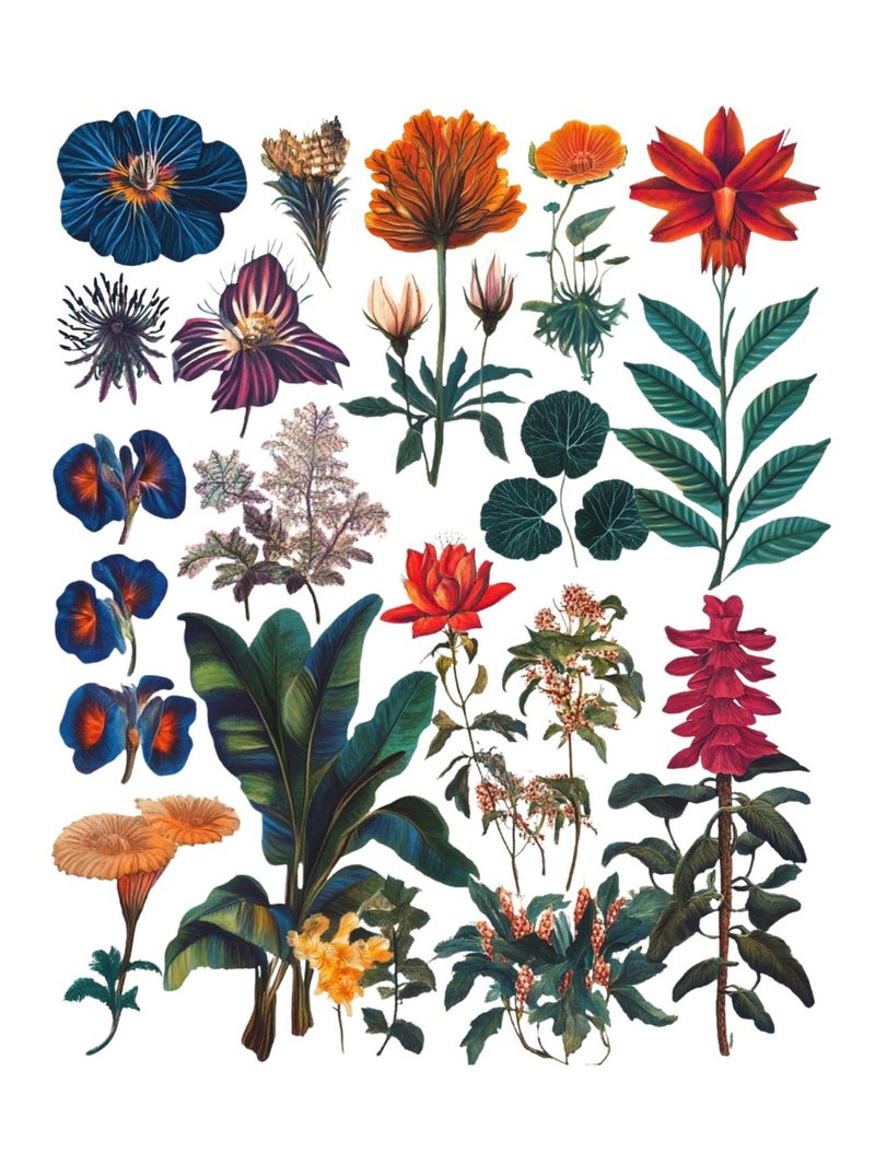 Fantastical Botanicals eBook page 10 — [object Object]