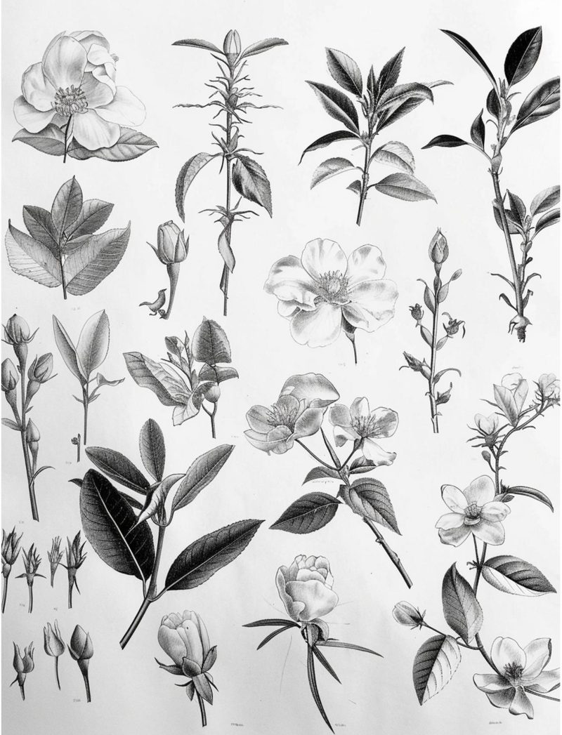 Hodgins Botany Journal eBook page 23 — [object Object]