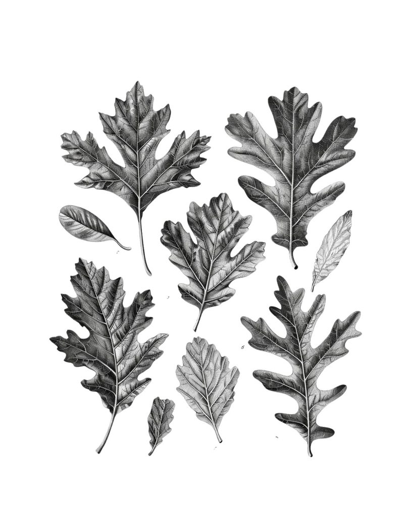 Hodgins Botany Journal eBook page 56 — [object Object]