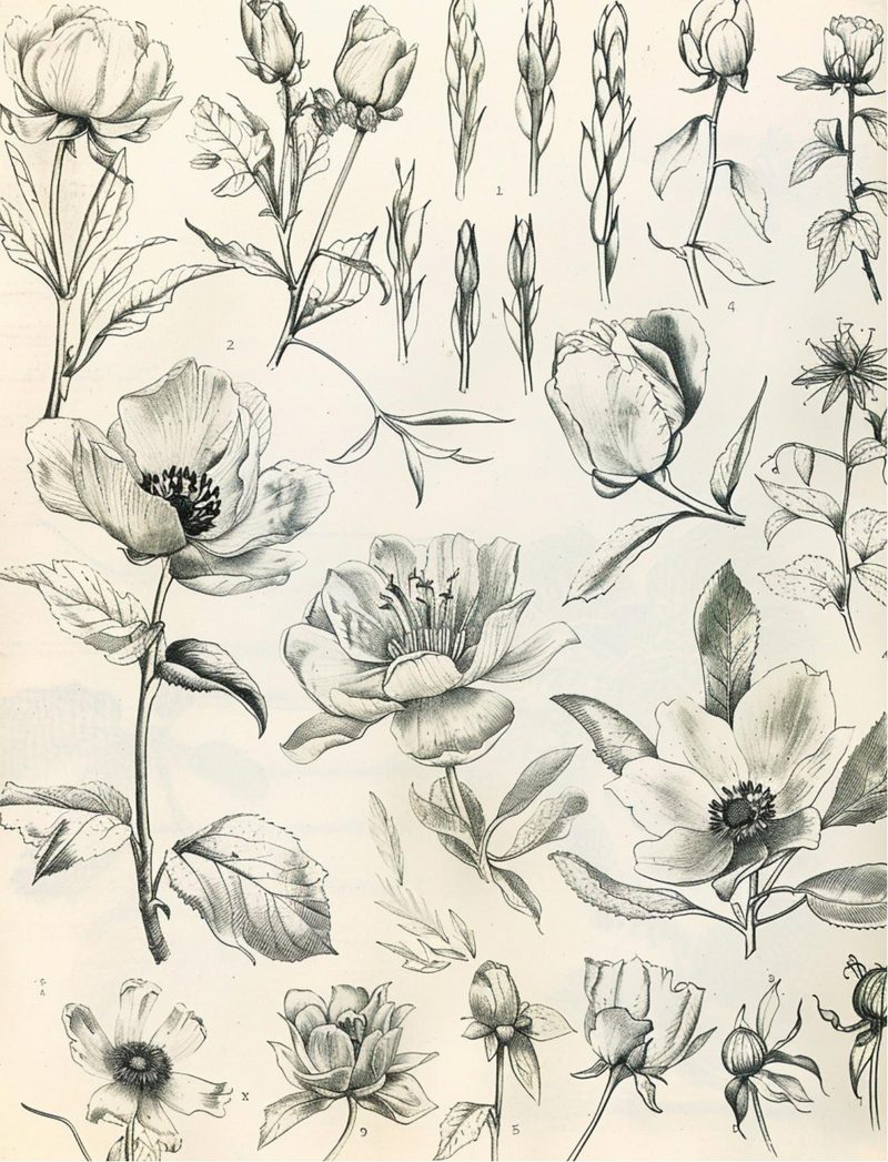 Hodgins Botany Journal eBook page 9 — [object Object]