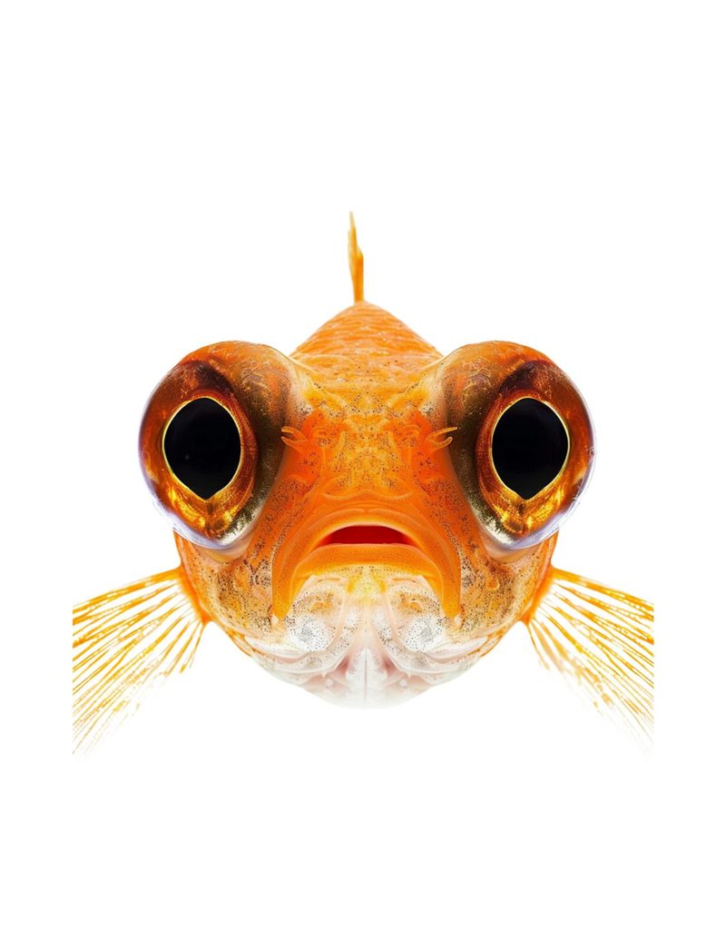 Something’s Fishy eBook page 116 — [object Object]