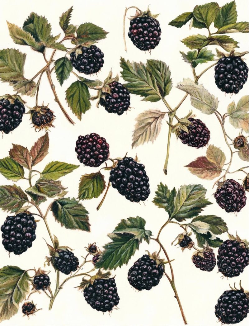 Woodland Wonders eBook page 114 — [object Object]
