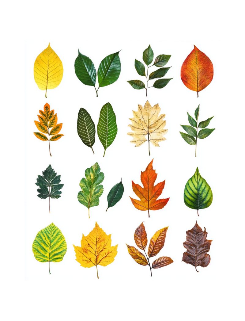 Woodland Wonders eBook page 48 — [object Object]