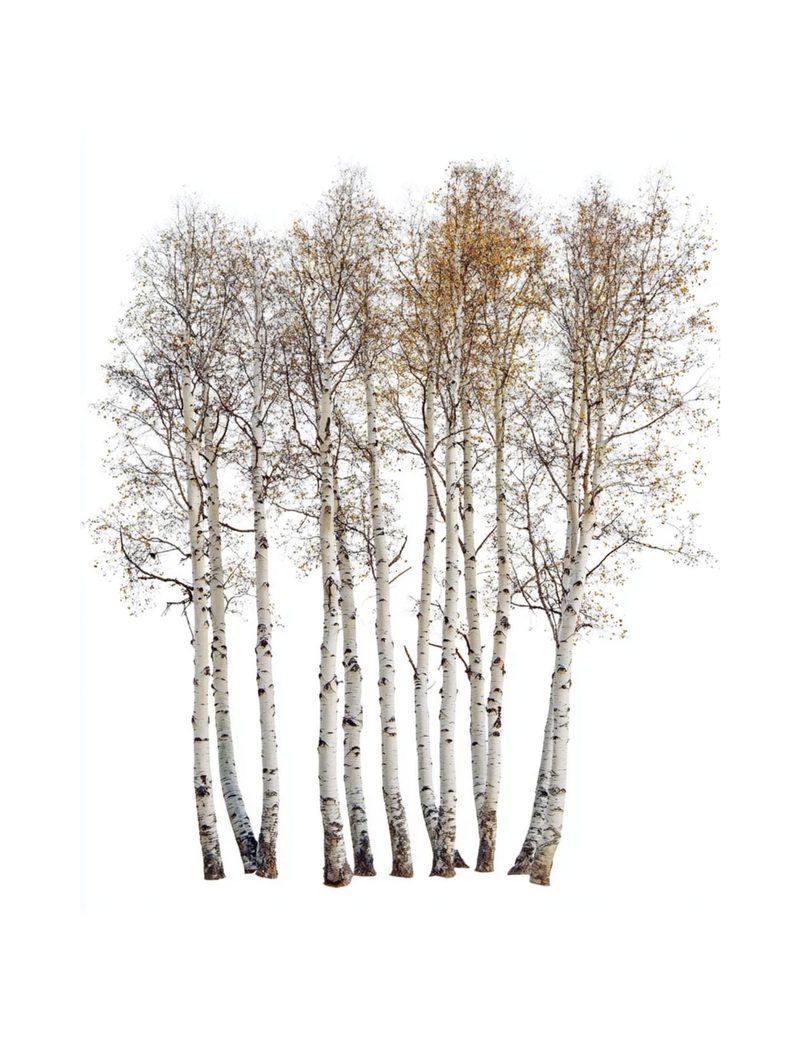 Woodland Wonders eBook page 66 — [object Object]
